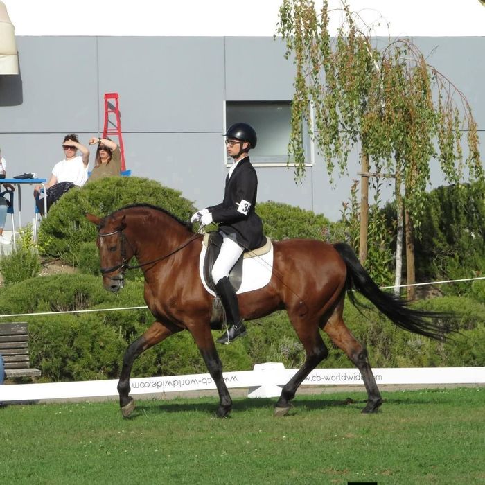 Garanhão lusitano pontuado