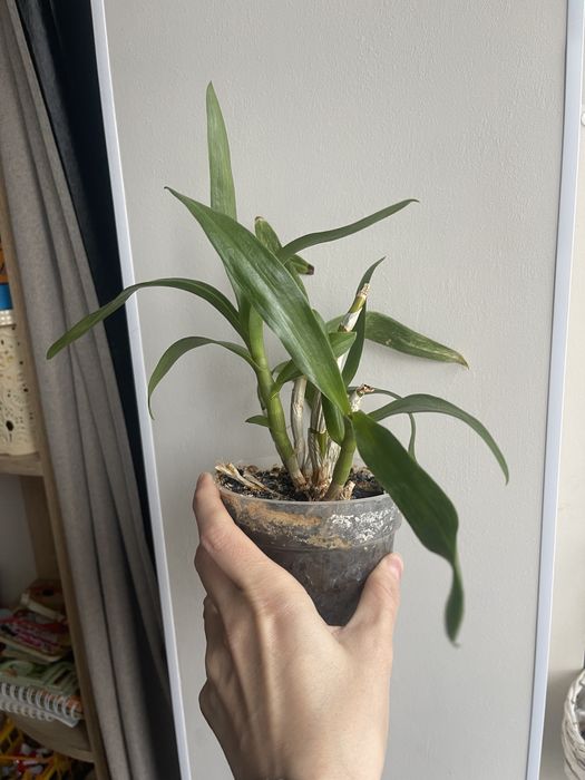 Продам орхідею орхідея каттлея