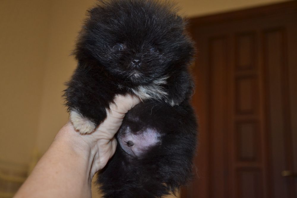 Міні хлопчики.Привезу по Україні!