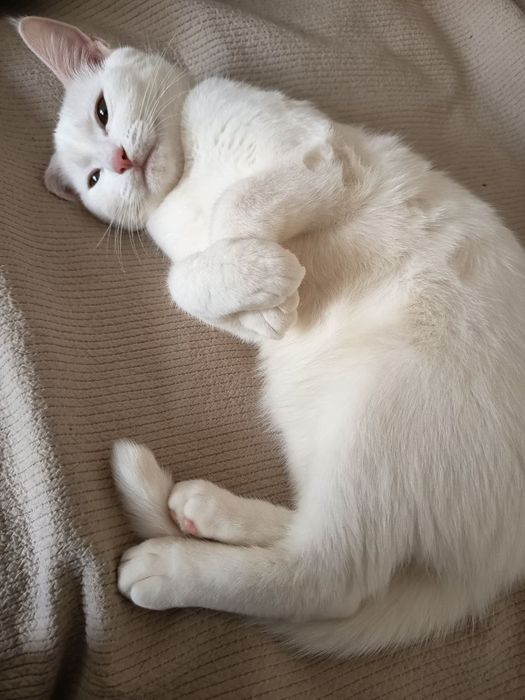 Терміново віддам в хороші руки!!!