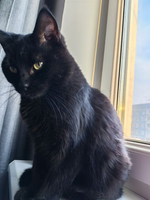 Кузя терміново шукає дім! SOS