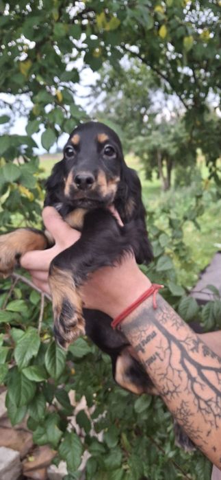 Cocker Spaniel Angielski podpalana suczka