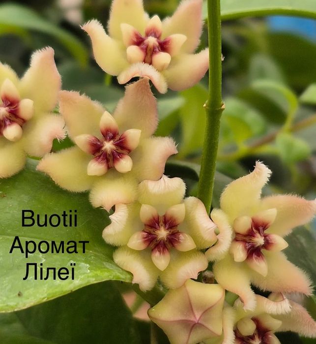 Хойя pubicalyx black dragon Buotii доросла квітуча