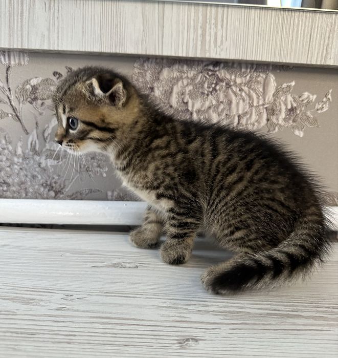 Шотландські кошенята