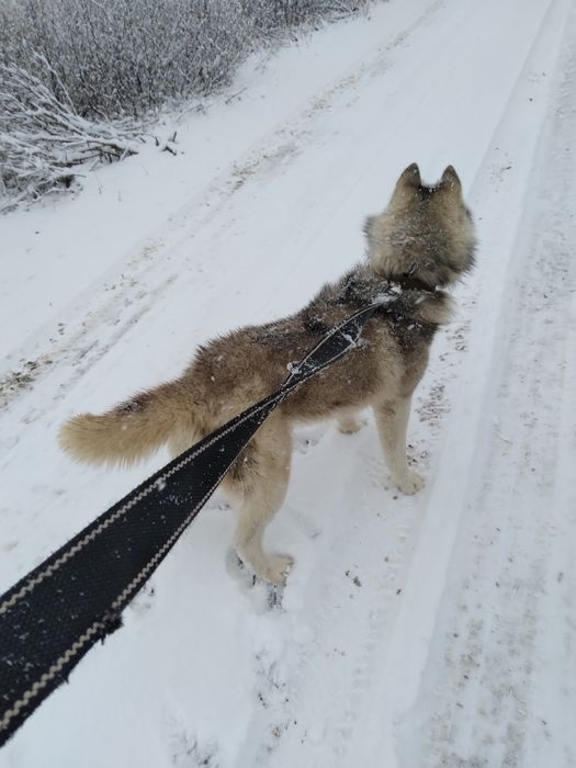 Вязка метис лайка з хаскі