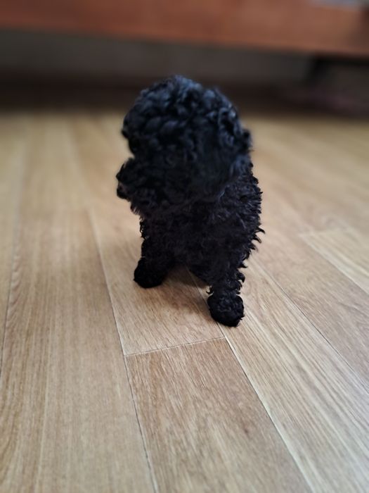 Той пудель девочка