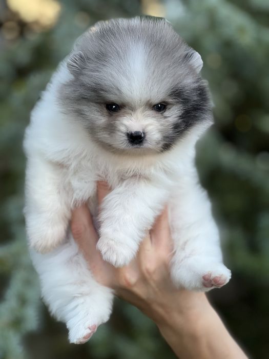 Bardzo piękny szpic pomeranian w rzadkim umaszczeniu biało-niebieski marmurek.