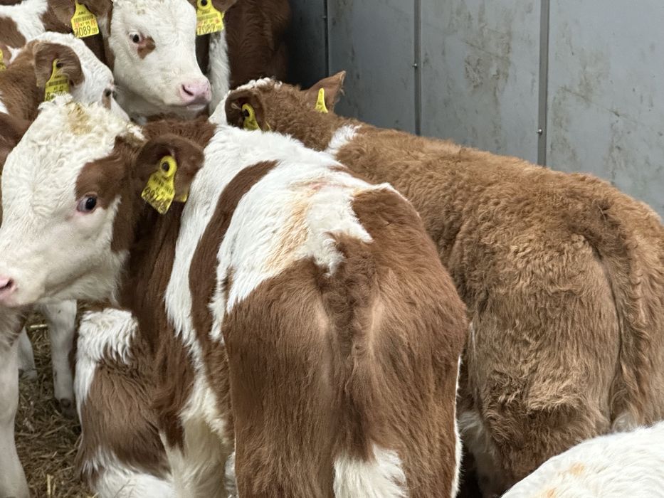 Cielaki odsadki byczki jałóweczki