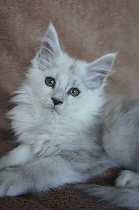 koteczka Maine Coon - FPL - shaded - ns 11 lub ns 25 - do hodowli