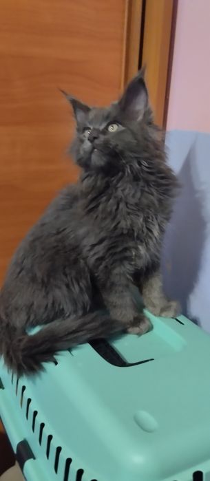 Мейн Кун хлопчик голубий солід  2,5 місяці