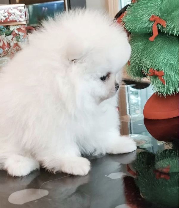 Шпицы мишки мимишки