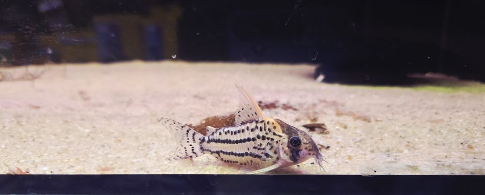 Kirysek Super Schwartzi WF – Corydoras sp. „Super Schwartzi