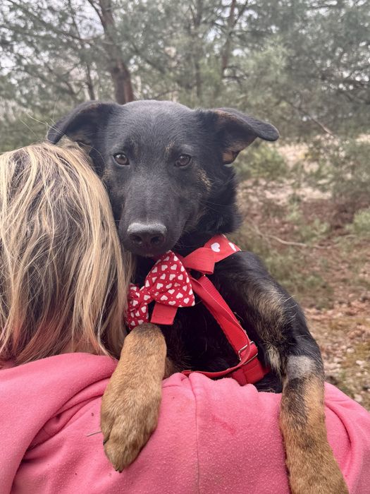 Mambuś prosi o domek. Uratuj adoptuj ze schroniska!