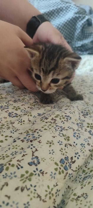 Trzy małe kociaki oddam w dobre ręce