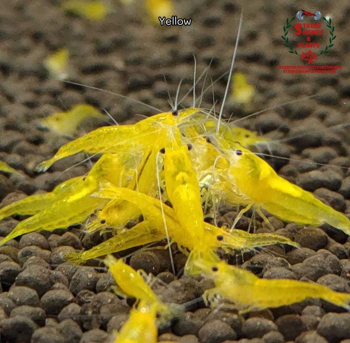Krewetki Neocaridina Yellow woda kranowa ZAMIANA GRATIS PROMOCJA