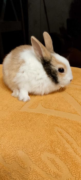 Króliczki miniaturki