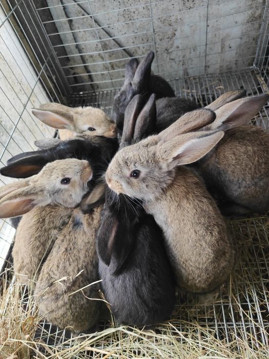 Coelhos caseiros com 1 mês e meio