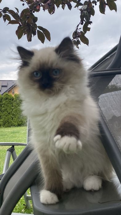 Kotka ragdoll gotowa do opuszczenia hodowli