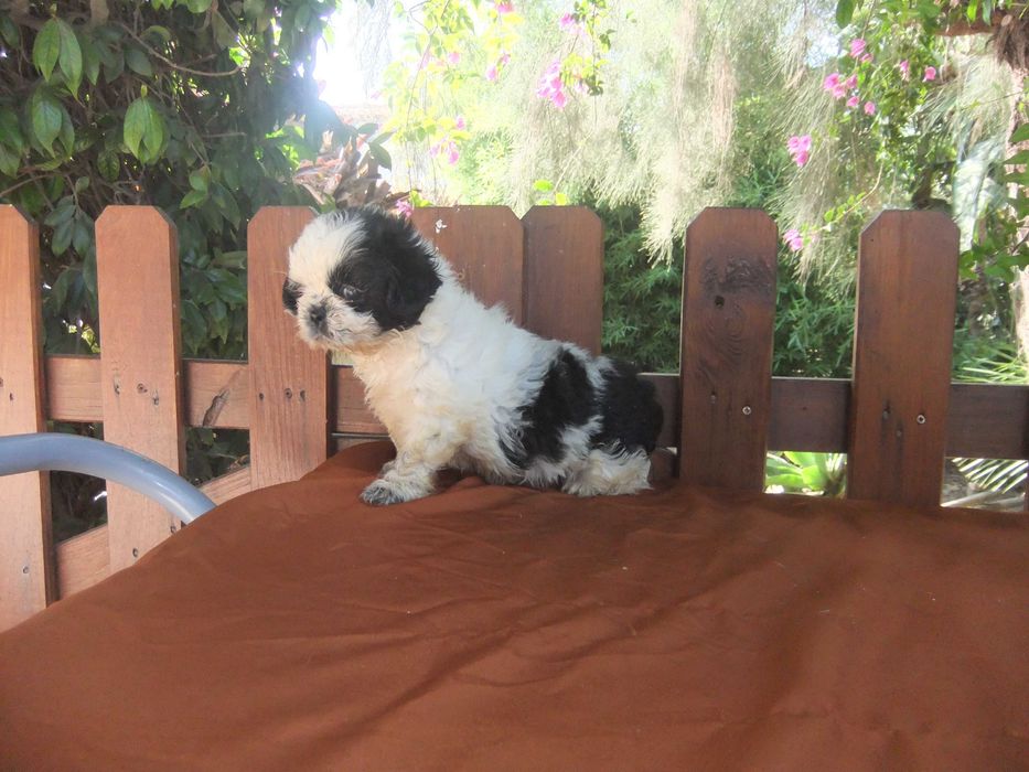 Shih-tzu  cachorra de grande qualidade morfológica