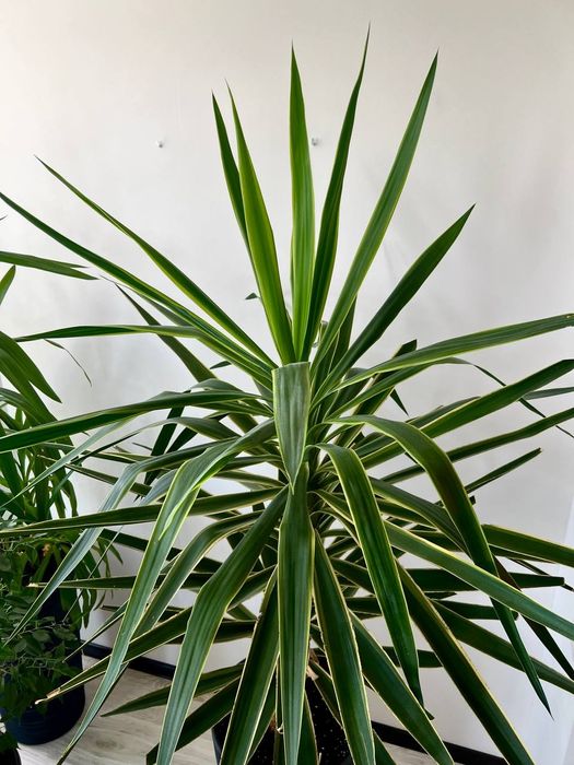 Квіти у горщіках