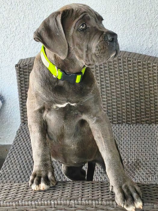 Cane Corso Italiano- cudowna szara dziewczynka.ZkwP