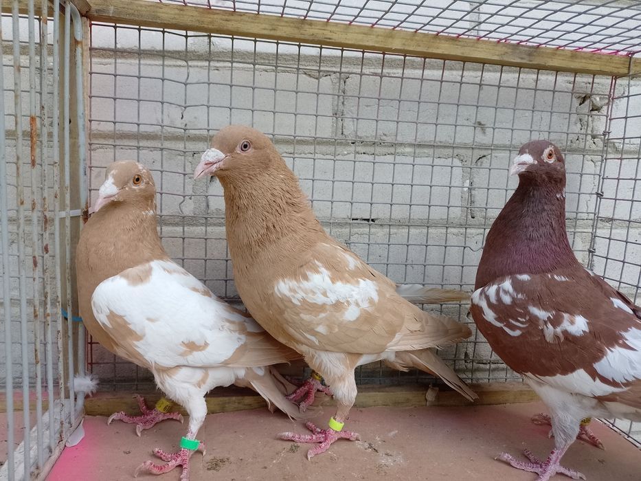 Mulemansy pary i młode