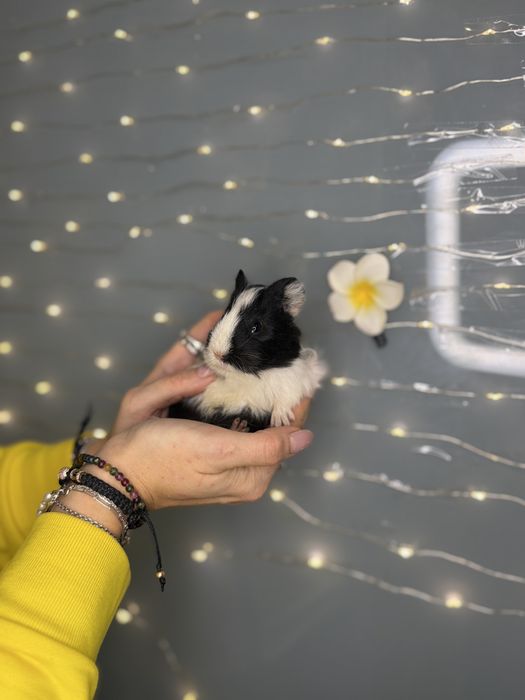Морські свинки чарівні guinea pig різних порід