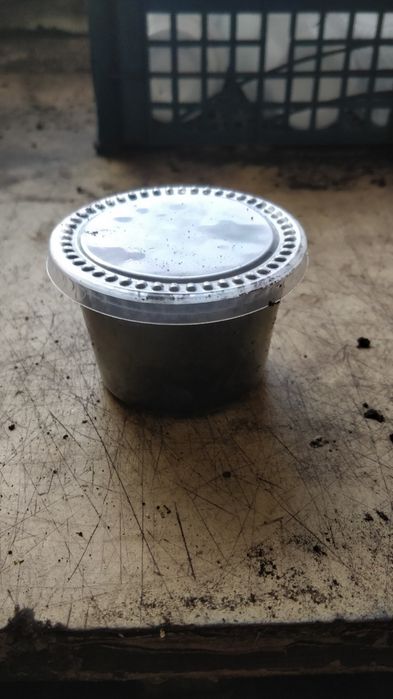 Дендра. Черв'як. опт