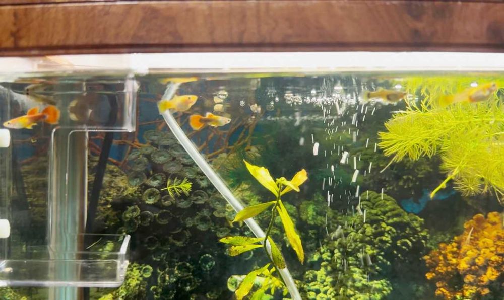 Акваріумні рибки гупі риби рыбы гуппи рыбки