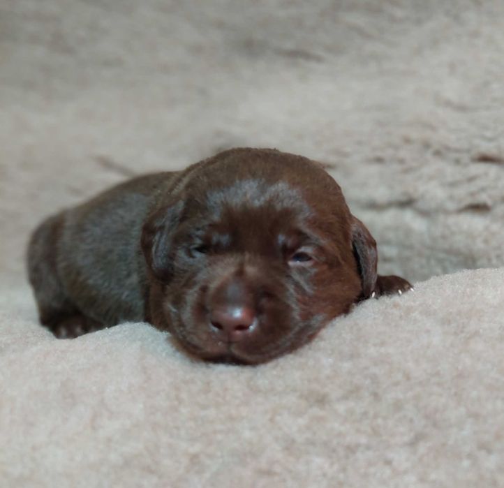 Labrador Retriever ZKwP/FCI- czekoladowy piesek