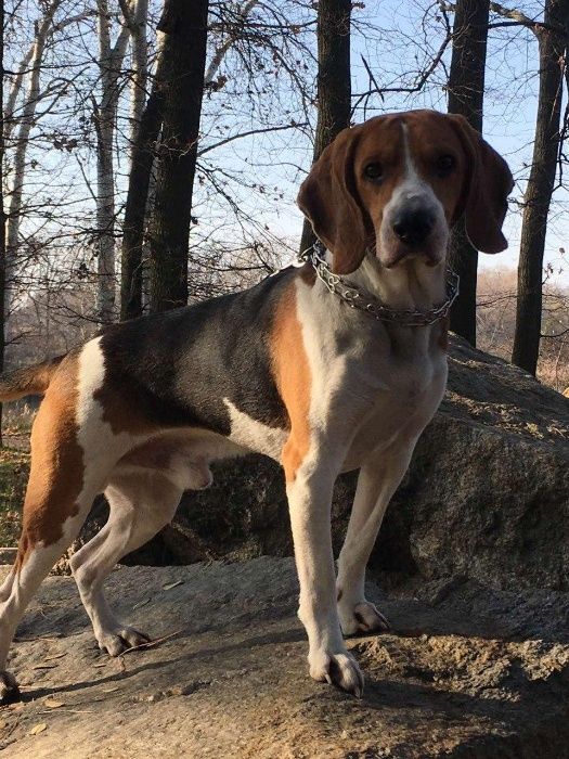 Вязка Эстонская гончая (ищем невесту)