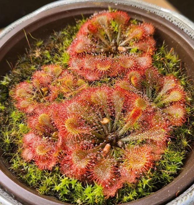 Nasiona rosiczki Drosera tokaiensis x50 rosiczka