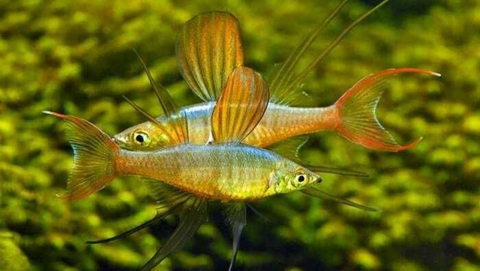 GB Tęczanka Wernera, Tęczanka Filigranowa - dowóz ryb!