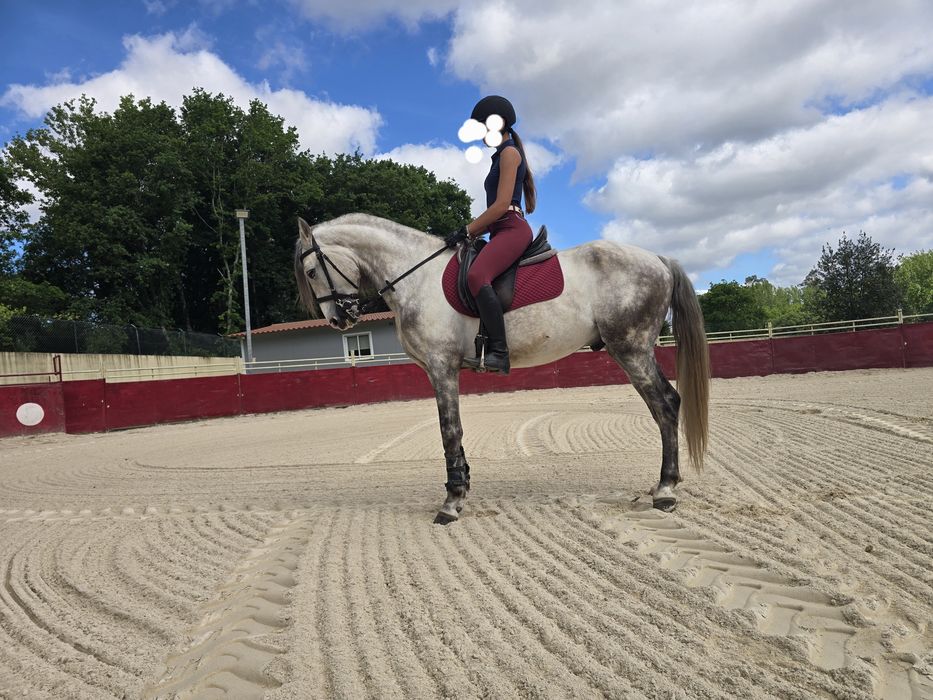 Cavalo PSL, com 5 anos