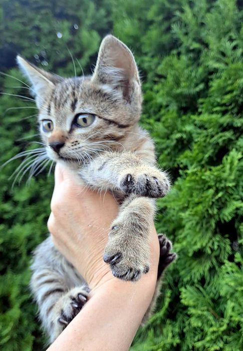 Котик Котенок Кошенятко Сірий Смугастий Серый Полосатый