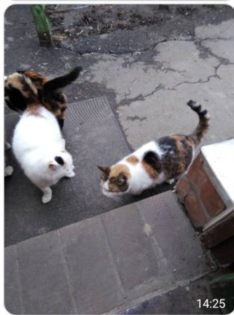 Стерелізовані котики в добрі руки