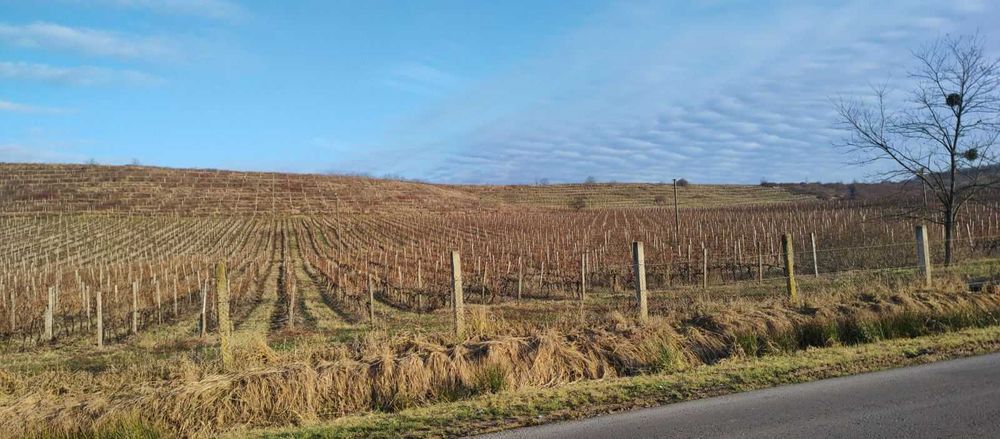 столбики стовпи (виноградные) б.у 1.5м 1.7м 2.2м 2.4м Доставка по Укр.