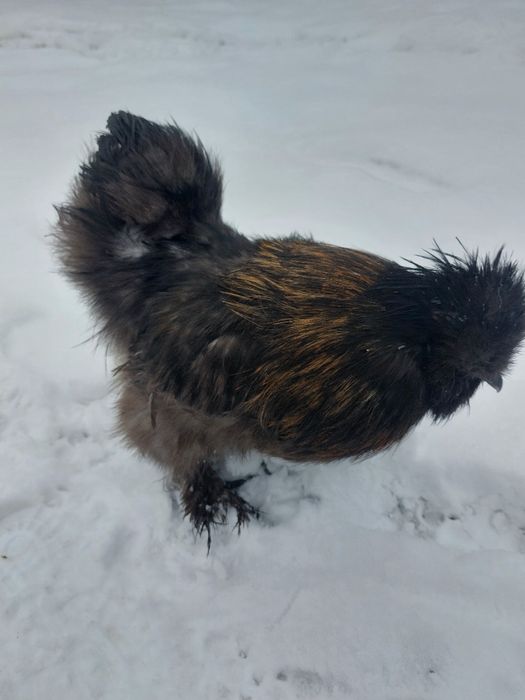 Kogut silka satynowa jedwabista lokowana