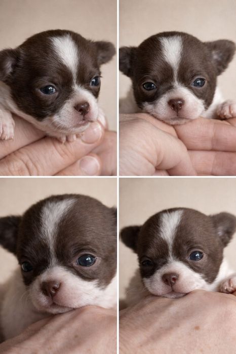 Chihuahua krótkowłosy – wyjątkowy chłopczyk biało-czekoladowy