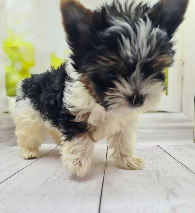 Дуже гарні бівер йорки з відмінними породними даними.