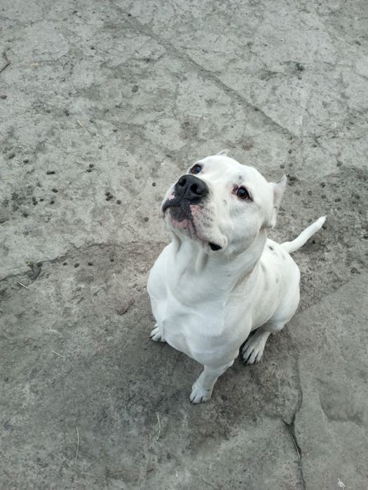 В'язка Амстаф  Золотоноша