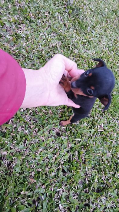 Pinscher miniatura macho disponível