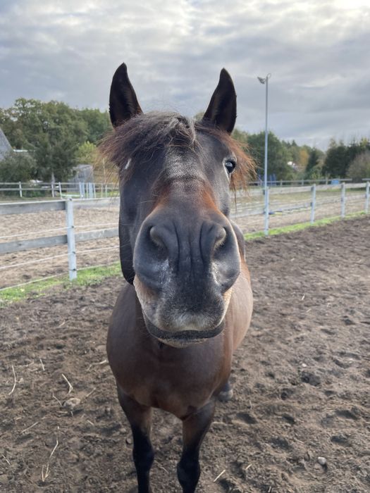 Współdzierżawa wałaszka - PRE