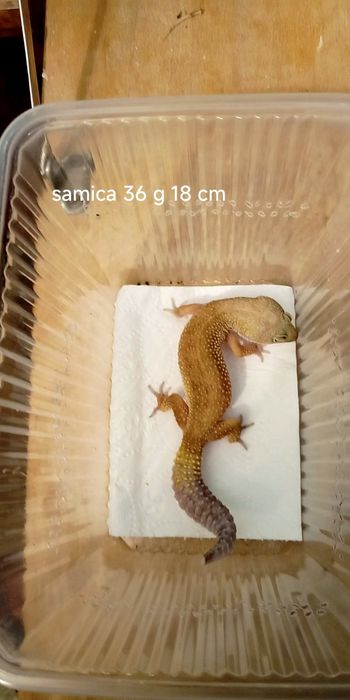 Roczne Gekony Lamparcie