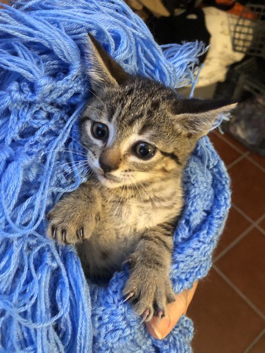 Gatinhos  bebes, siames