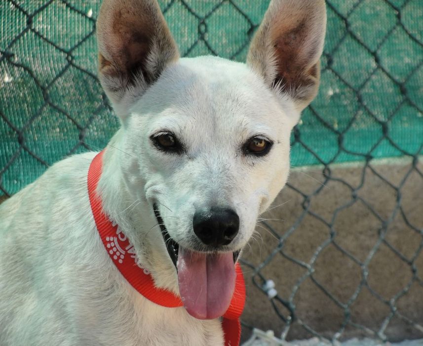 Adoção de cães -Focinhos & Bigodes Associação SFL.s