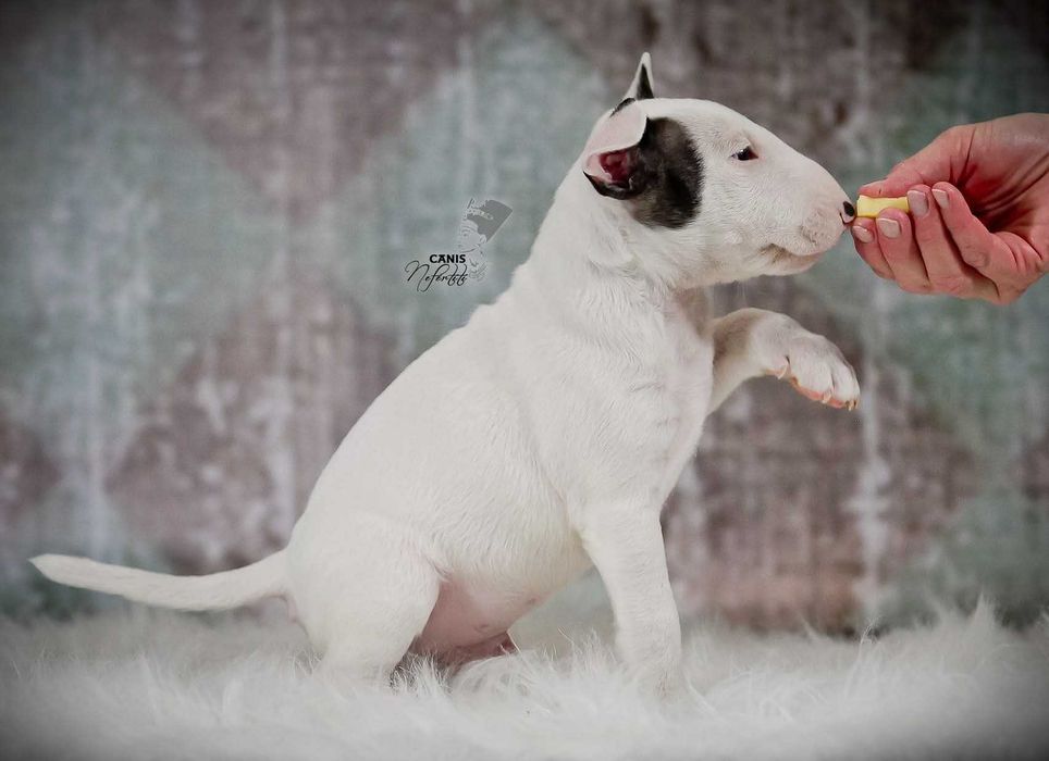 Bulterier Miniaturowy