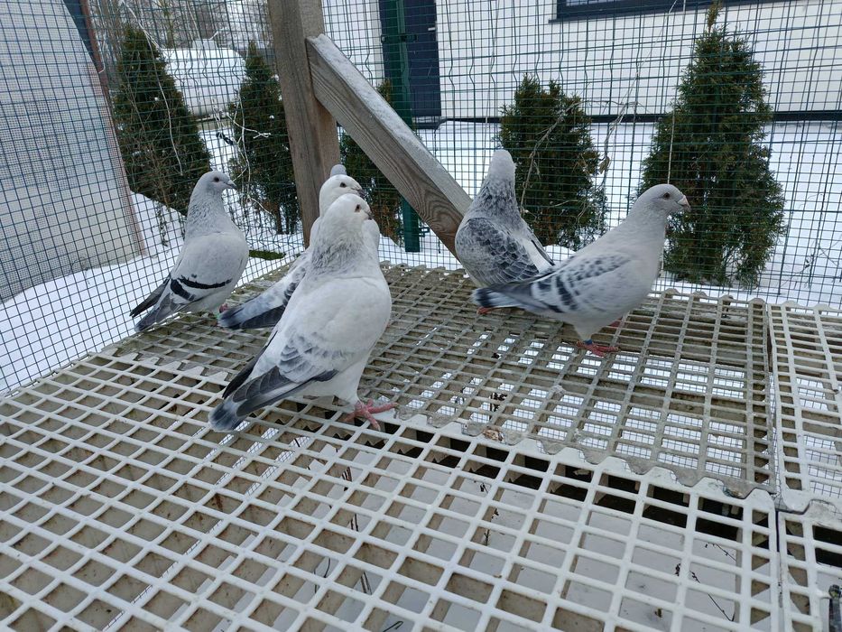 Gołębie standard standardy