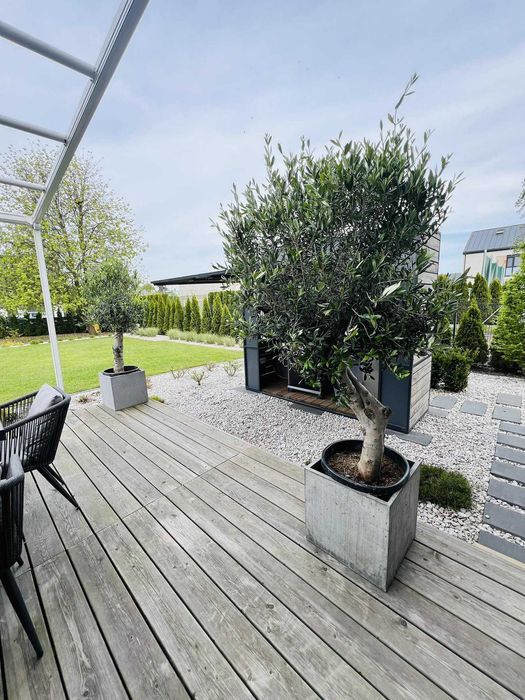 Drzewo oliwne, oliwka europejska, olea europaea