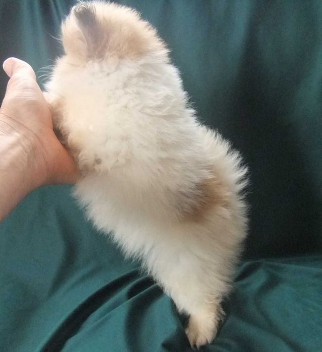 Cachorro spitz alemão anão